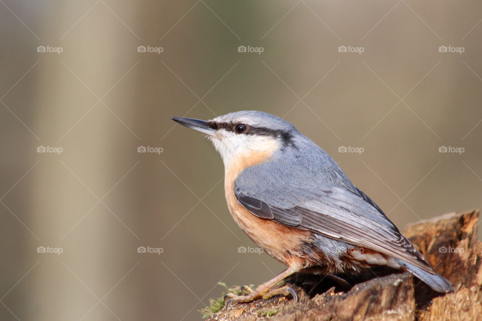 Nuthatch portrait