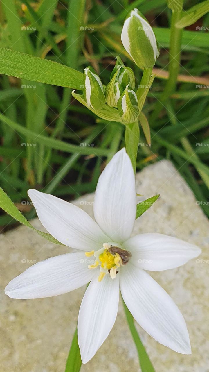 Small bee gathering nectar from a Sagina flower