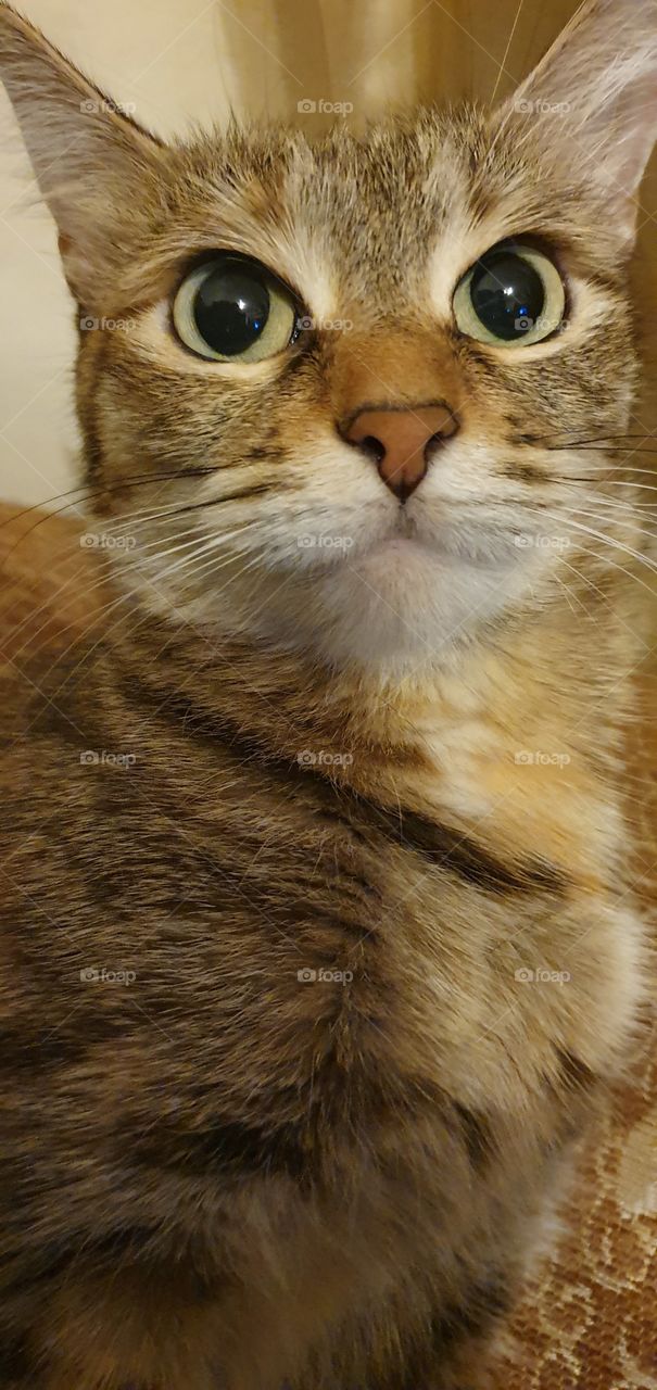 cat looking closeup