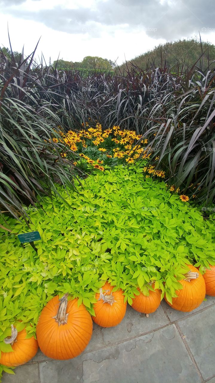Pumpkins and bright green plants.