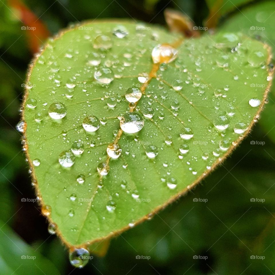 Water drops on leaf