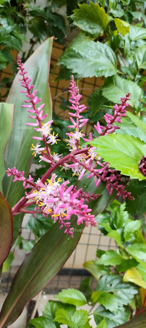 My Garden Collection