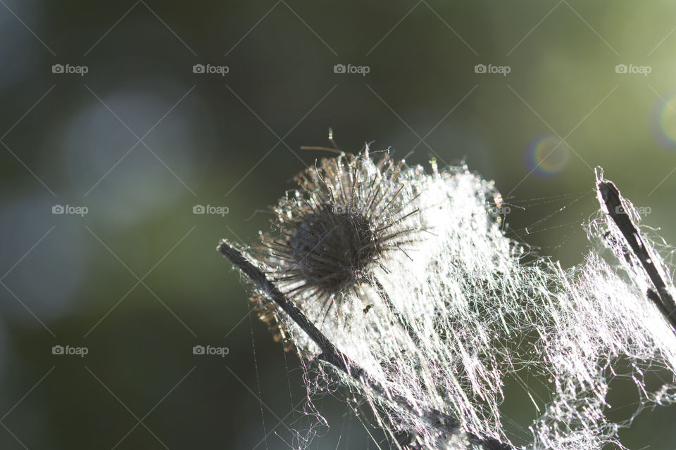branch bud burdock in the web on a green field, close up