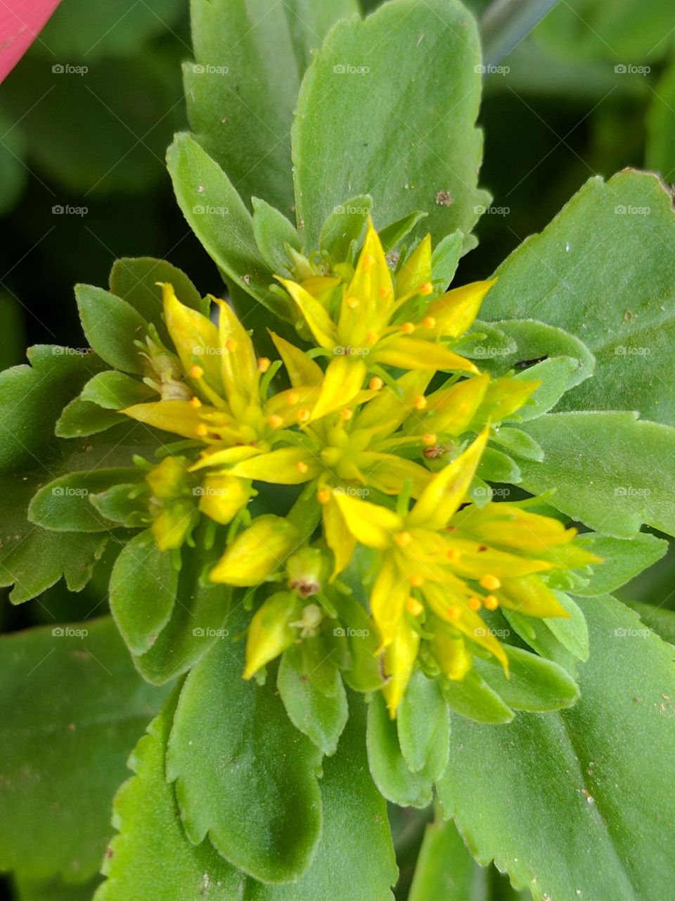 yellow close up