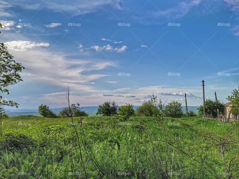 Forest day outdoor nature greens wild forest greens