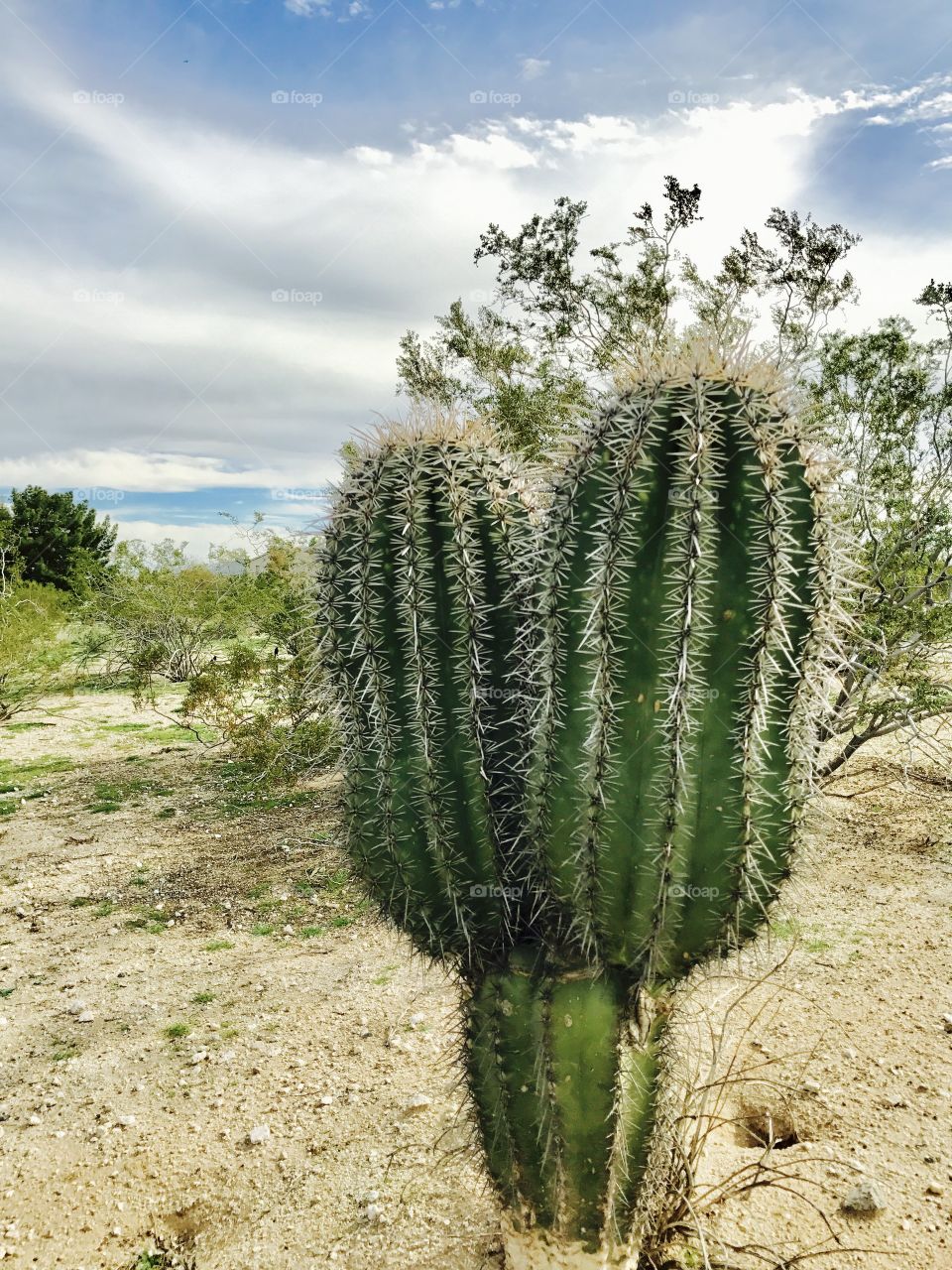 Saguaro Cactus