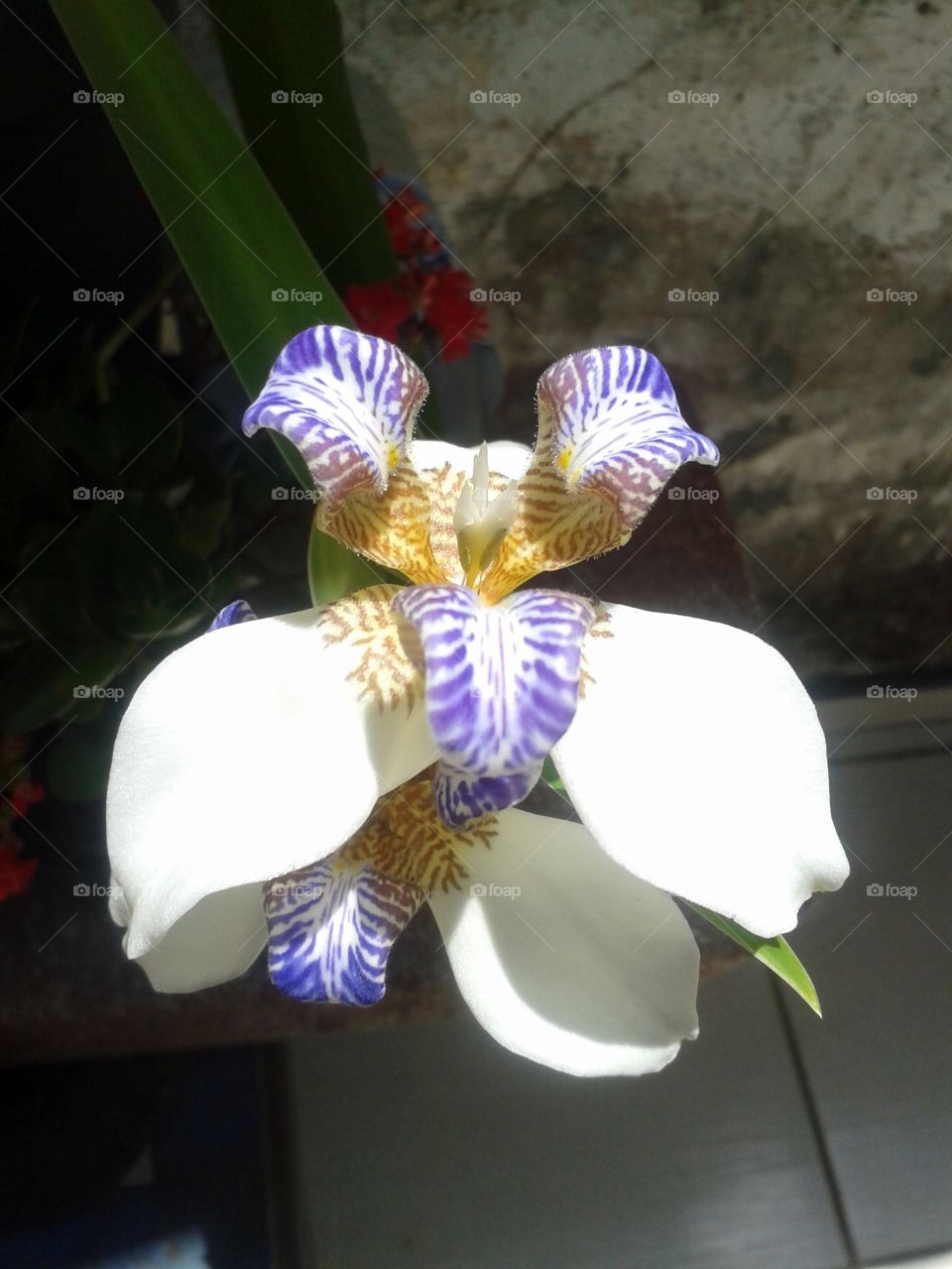 Blue n' White flower
