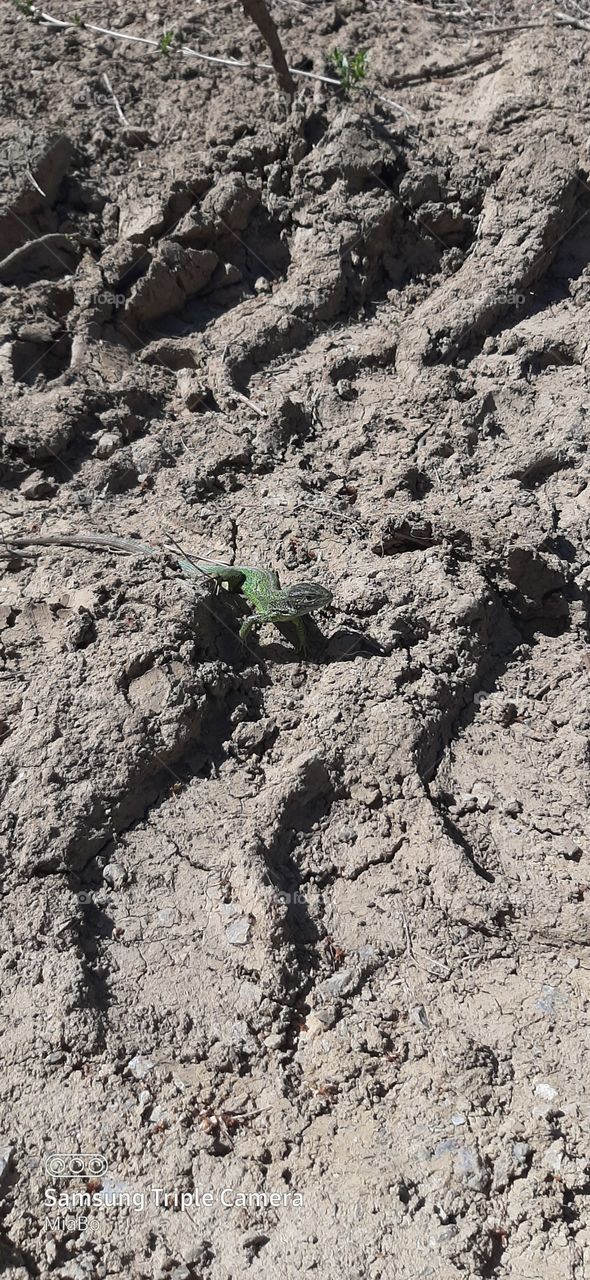 the lizard on the ground of the painting scene