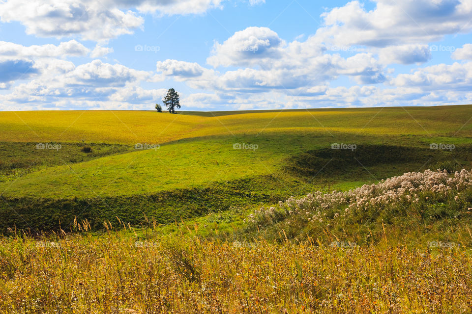 Field with the lonely tree