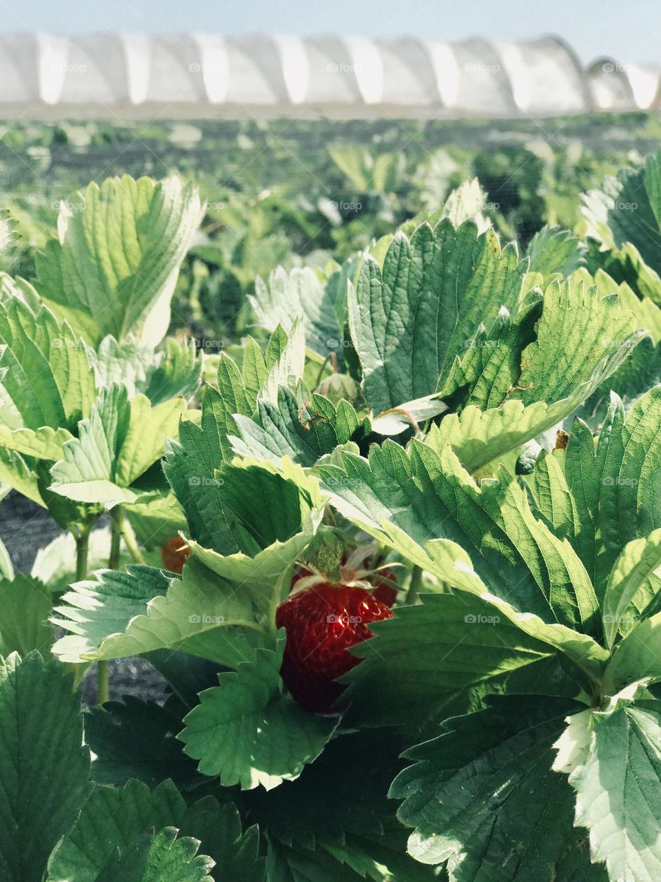Strawberry field 