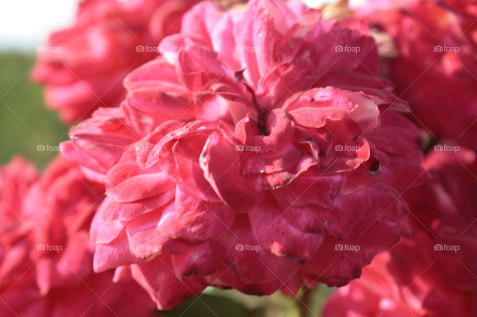 flower closeup