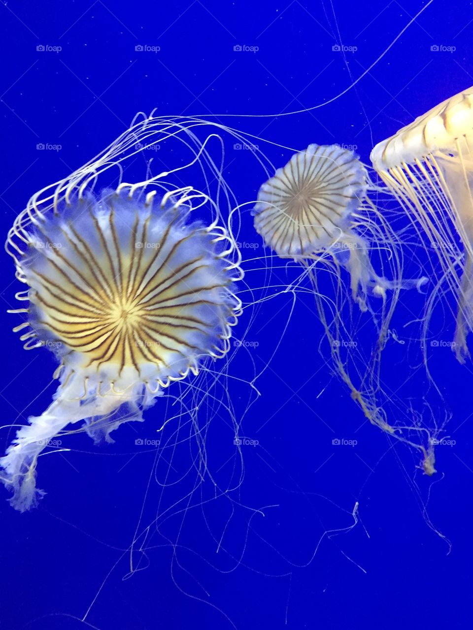 Jellyfish swimming behind bright background