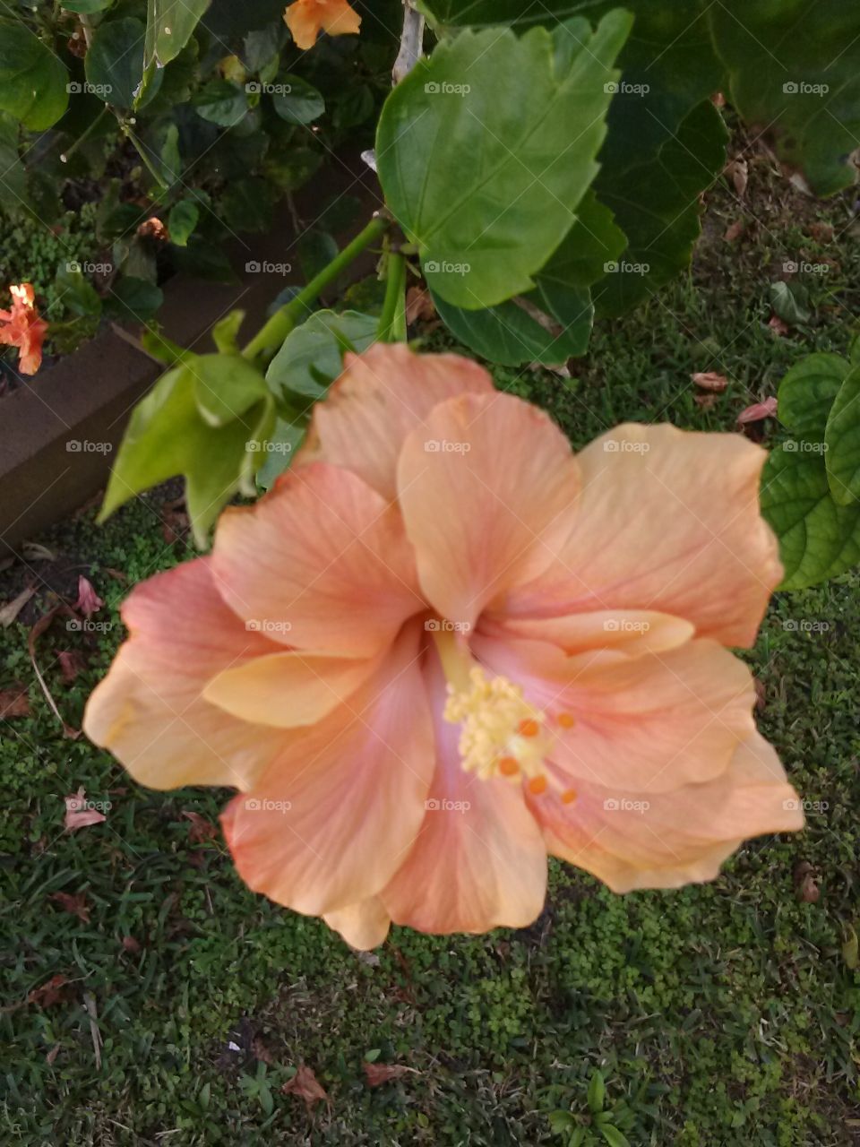 petals of peach so petite. hibiscus 