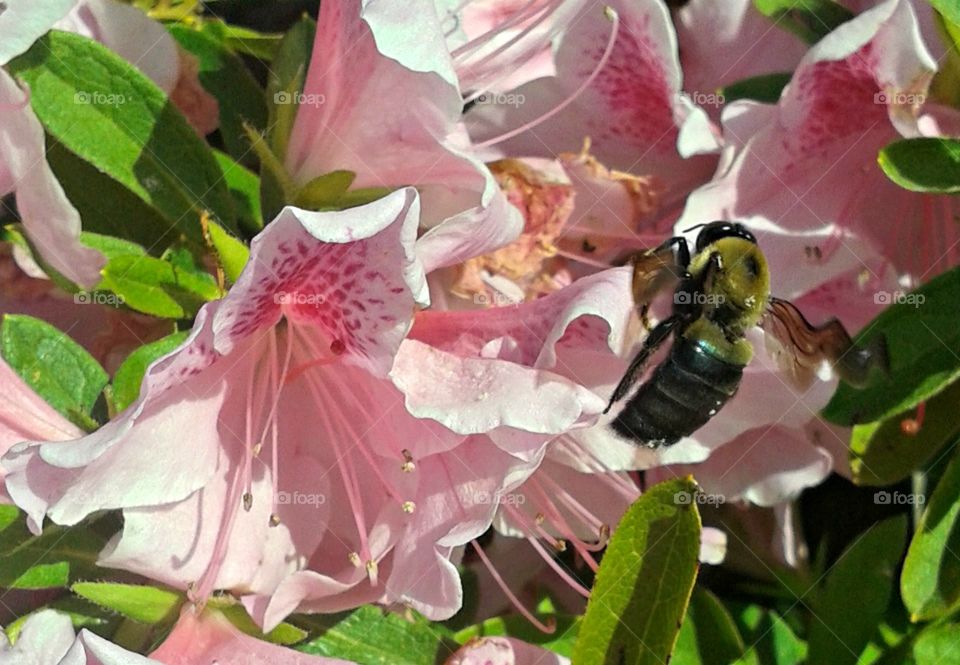 large bumblebee gathering pollen.