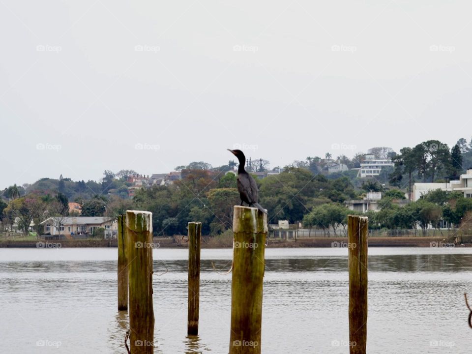 A lonely sea crow, gracefully perched on a wooden pole worn by time inside the serene river. The soft tones of the cloudy sky and the scenery of houses surrounded by lush vegetation create a quiet atmosphere