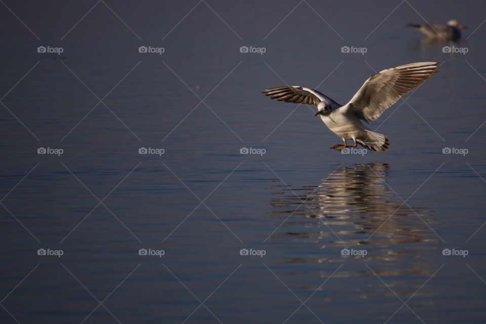 Seagull flying over water