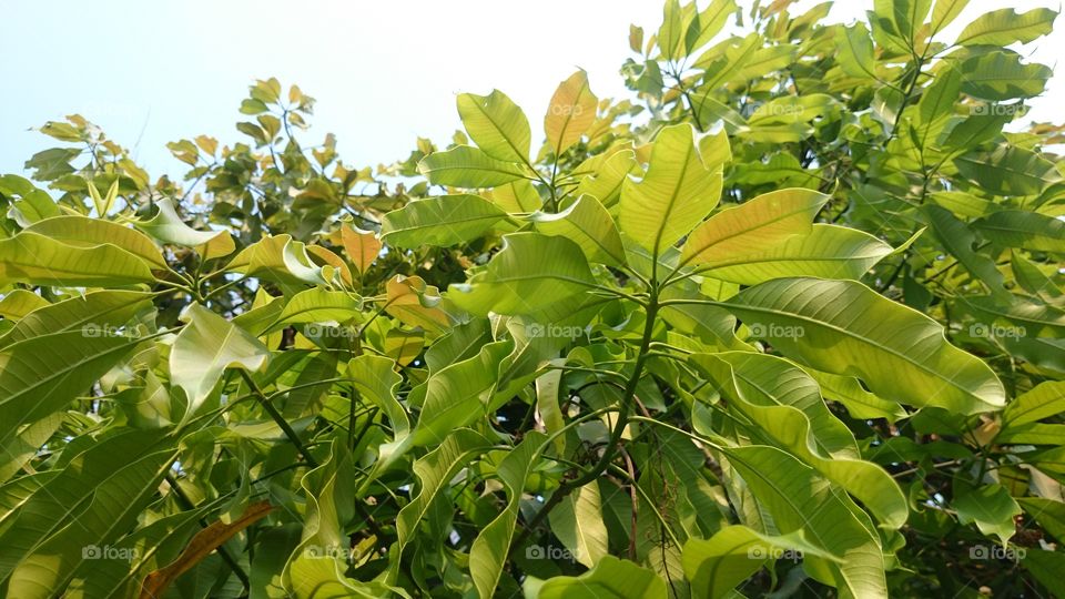 mango leaves
