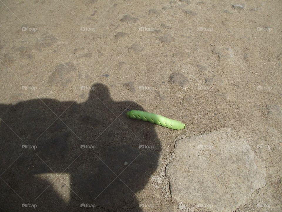 A Uge Caterpillar 