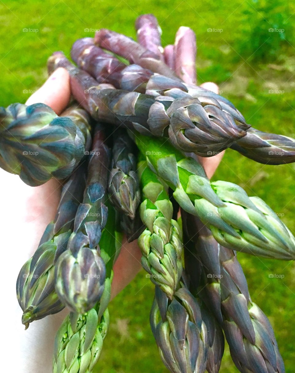 Colors of Asparagus 