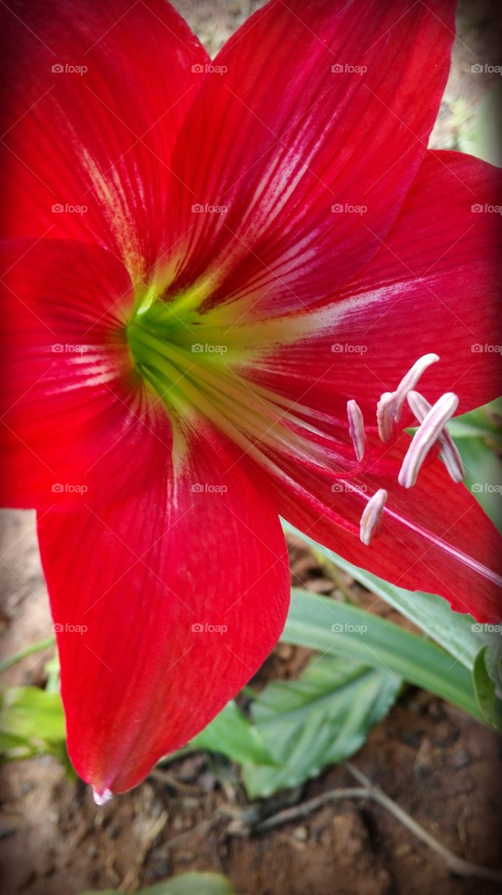 Bright Red Bloom
