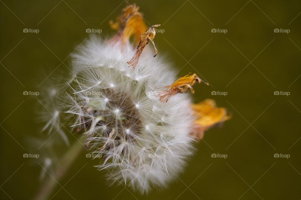 dried dandelion