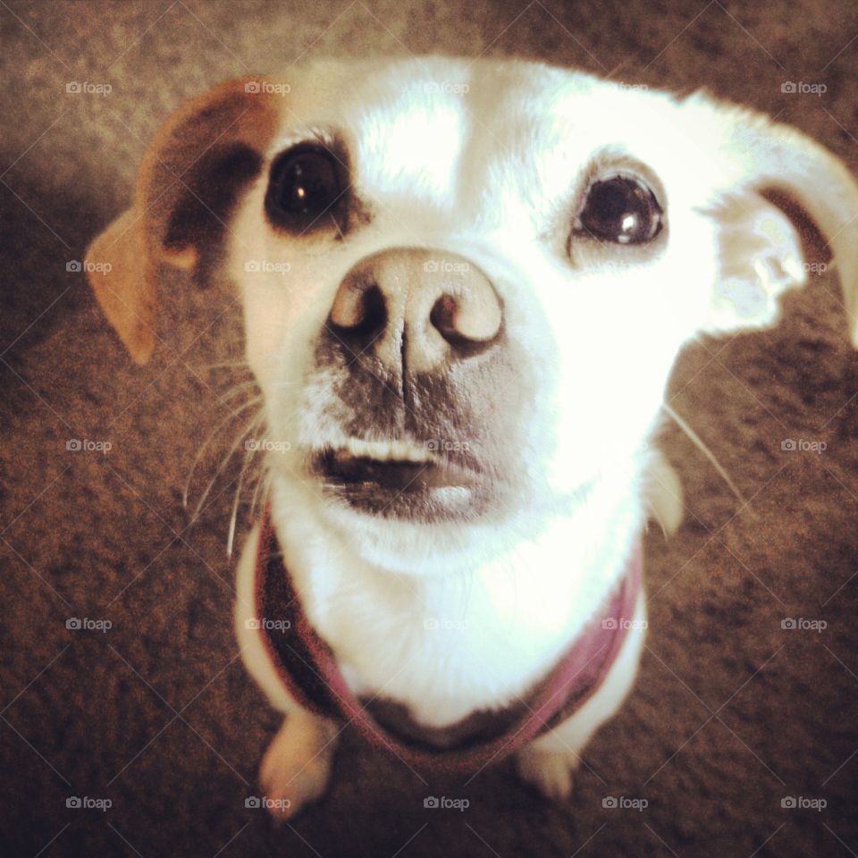 Rosie. My dog Rosie. She's half pug half whip it