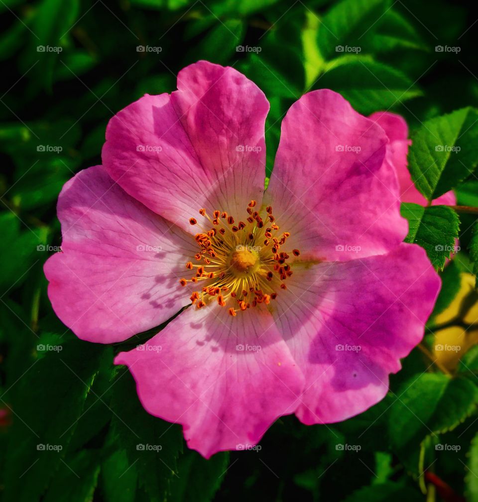 Beautiful pink flower—taken in Ludington, Michigan 