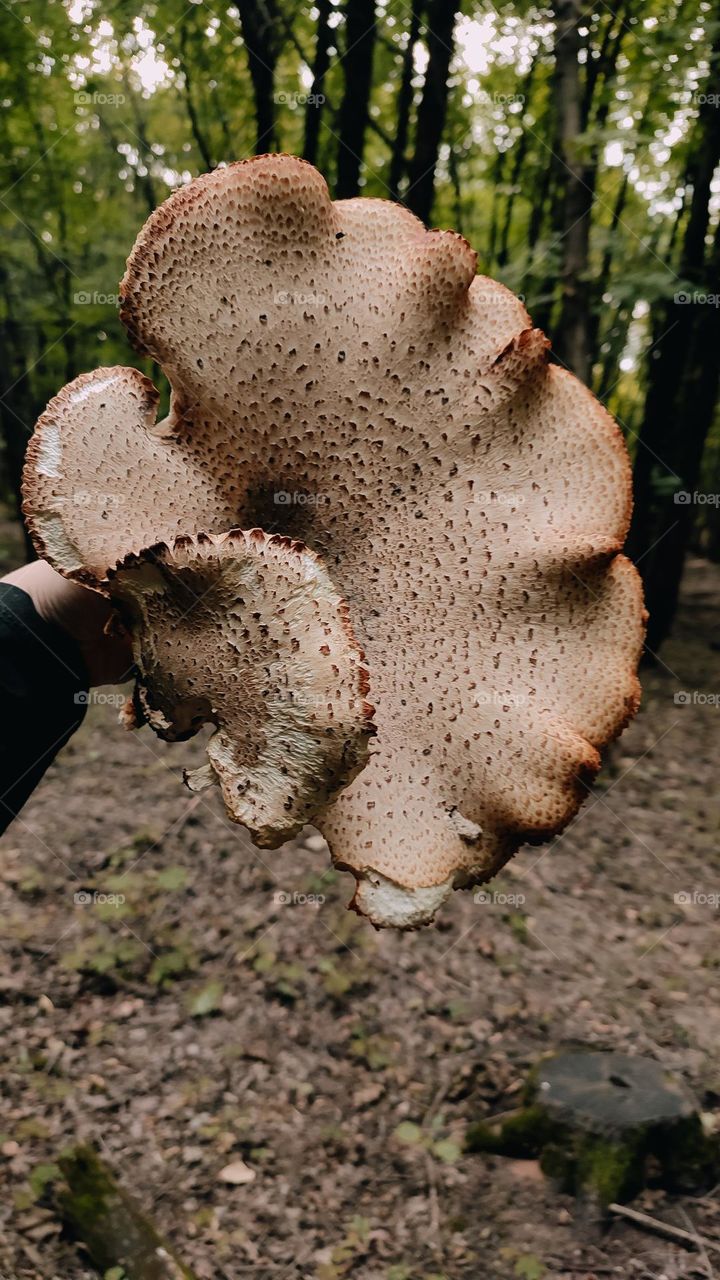 Giant wild mushroom Dryad’s saddle, Pheasant’s back mushroom, scaly polypore, Polyporus squamosus, Cerioporus squamosus in hand. Forager, forest findings