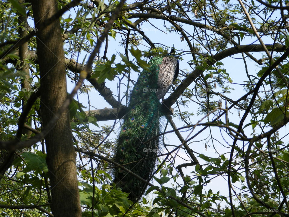 peacock