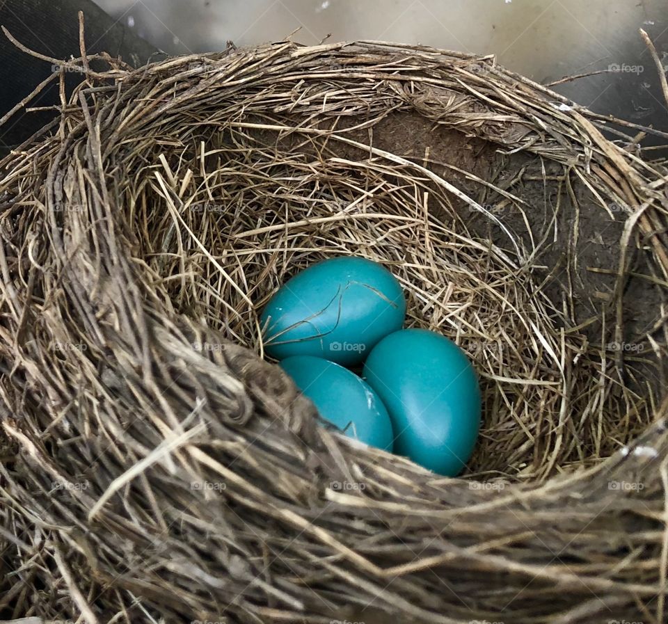Robin’s Eggs