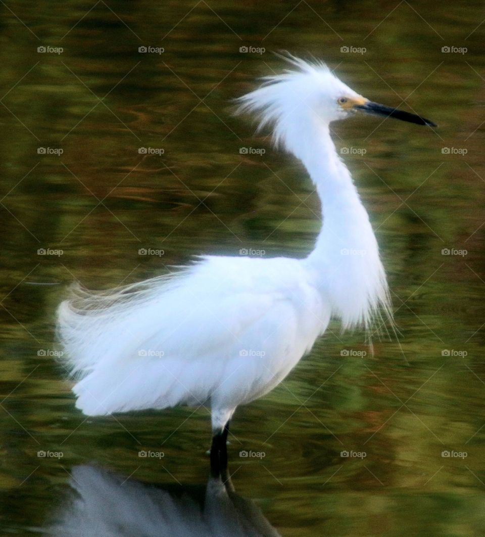 Beautiful Egret at the Lake