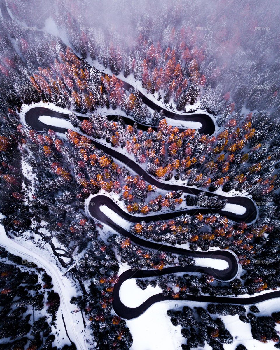 the amazing black road in the pine trees and colorful forest