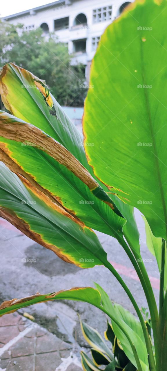 Plant on the roadside