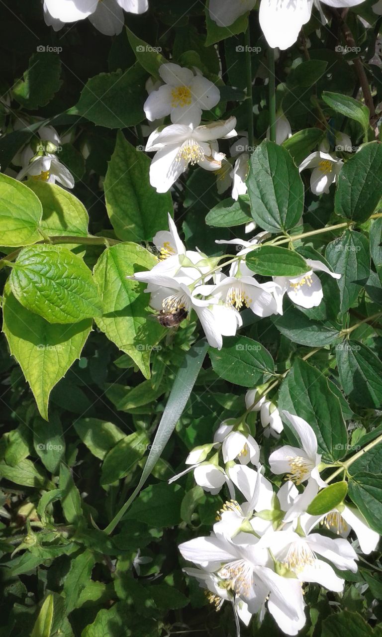 A jasmine bush blooms. A bee and white flowers.