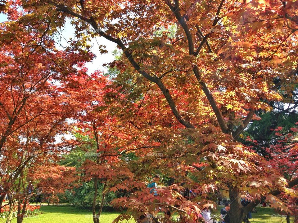 Trees in the autumn. Trees in the autumn 