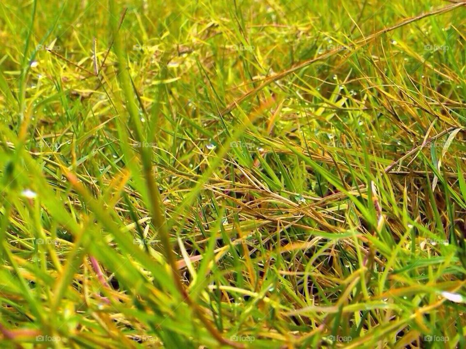 Grass