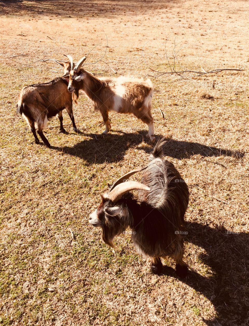 Goats! 