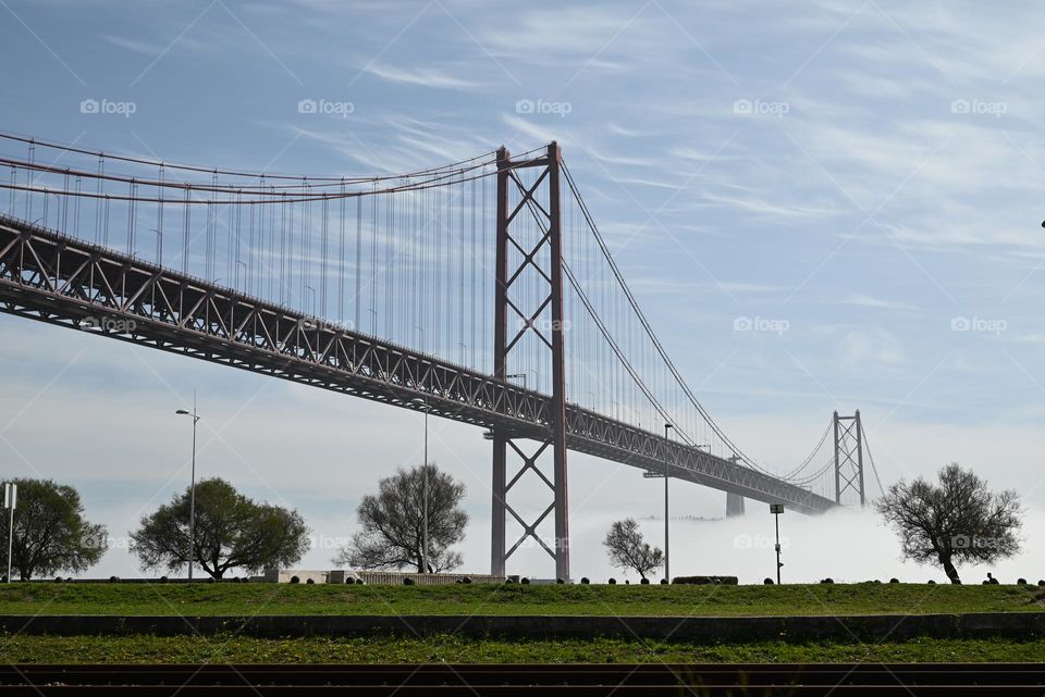 trees around the bridge