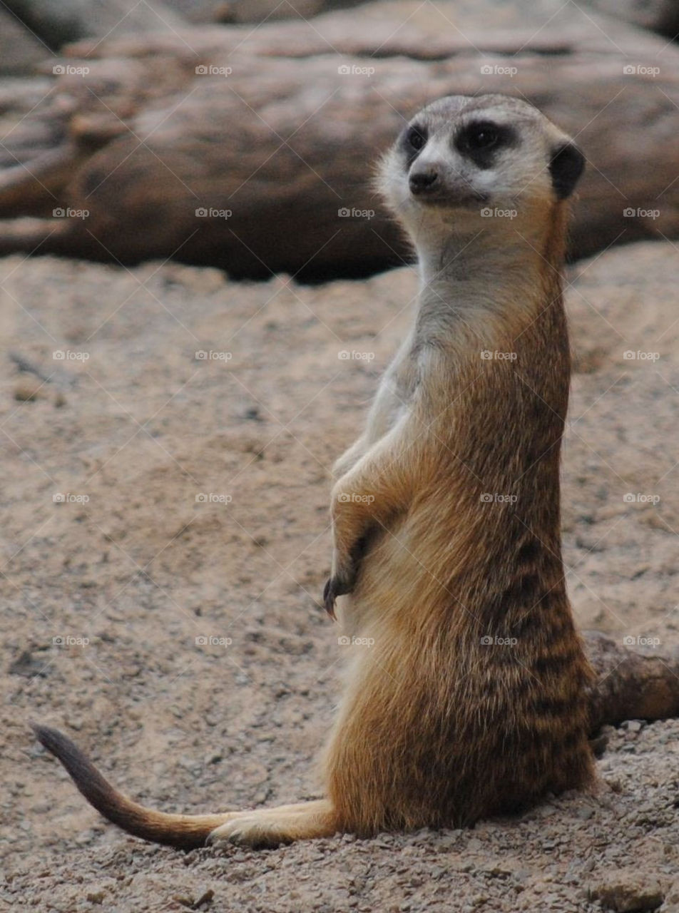 meerkat mischief
