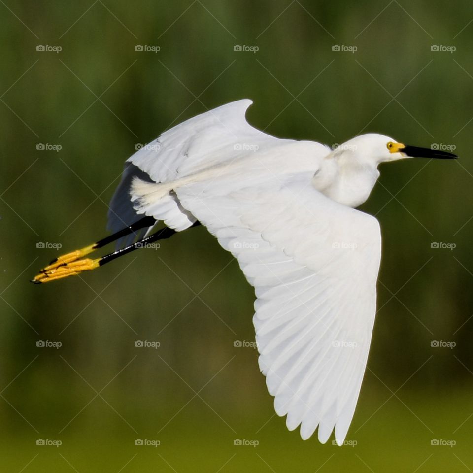 Egrets flying 