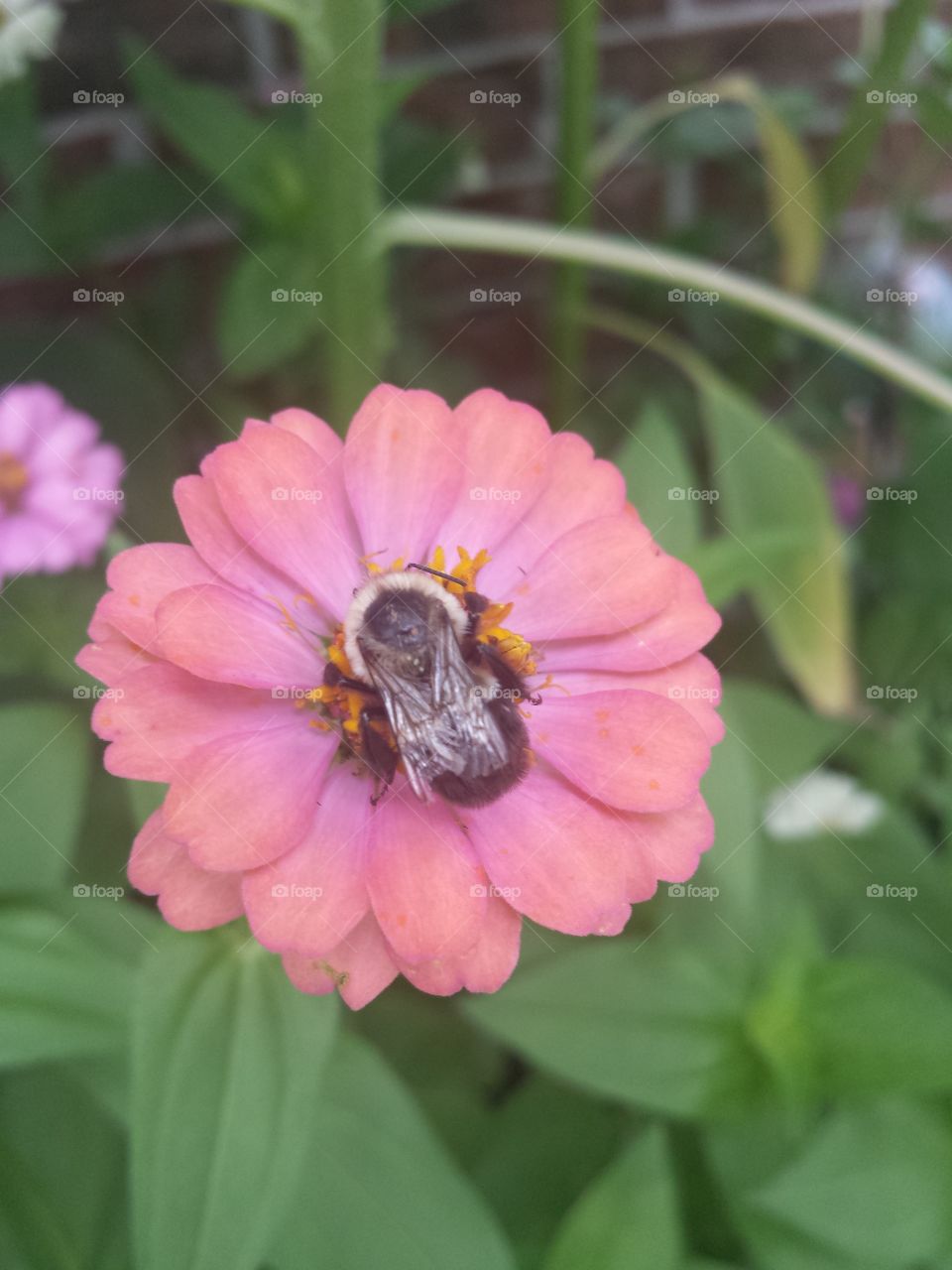 bee & zinnia (melon)