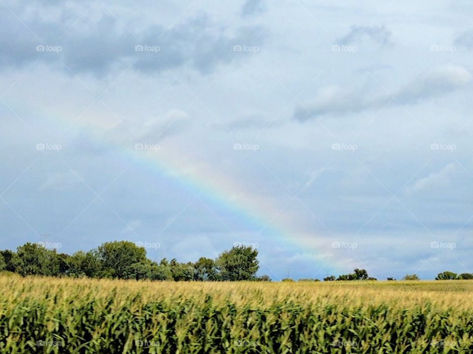 Somewhere Over The Corn Field