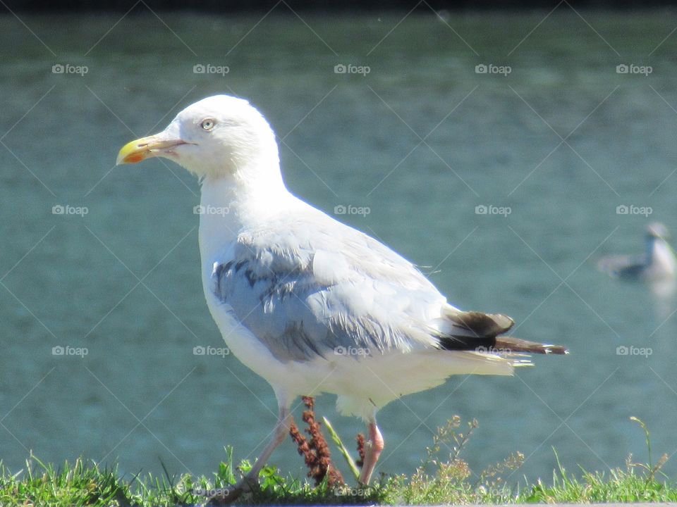 Seagull