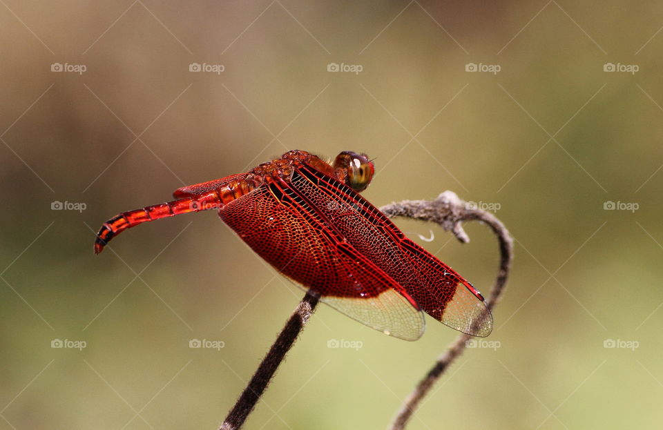 Neurothermis terminata. Lovely hard male colour of red alongside of the body morpholog. Medium-sized dragonfly with the wide spreading of its. Good habitat of grass field, aside of forest and than tropical streaming river of rock.