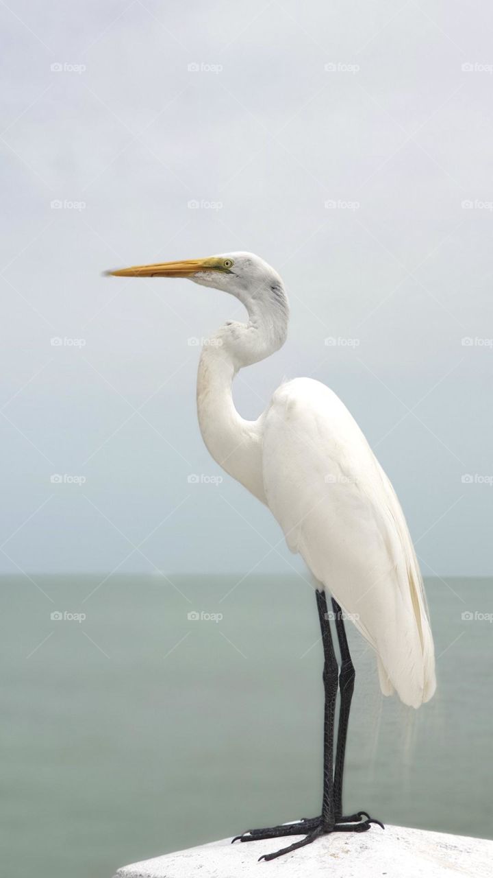 Beautiful white egret bird standing by the ocean 