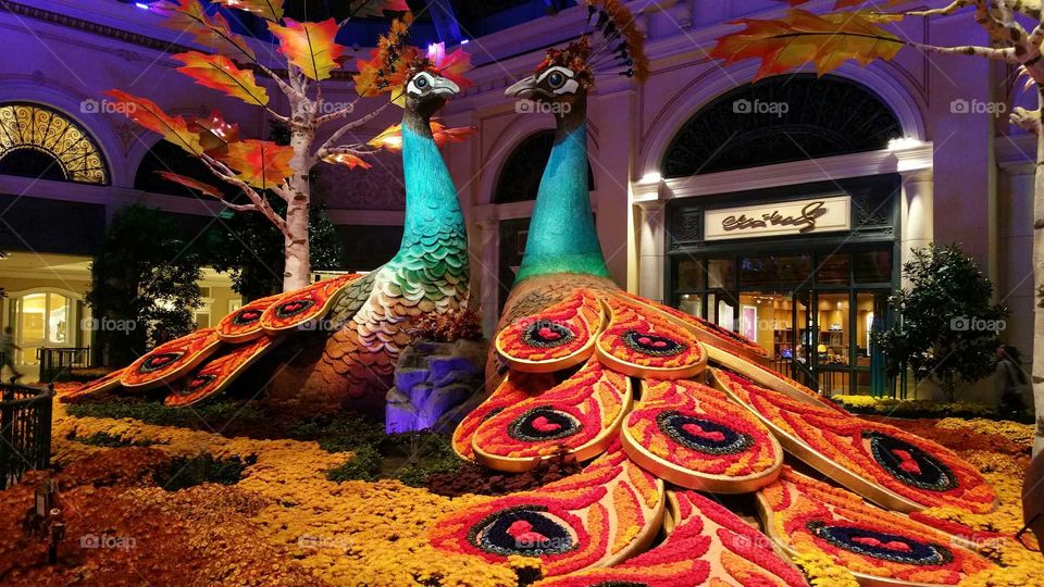 Beautiful Flora Peacocks at Bellagio Concervetory Las Vegas  All Made Of Flowers