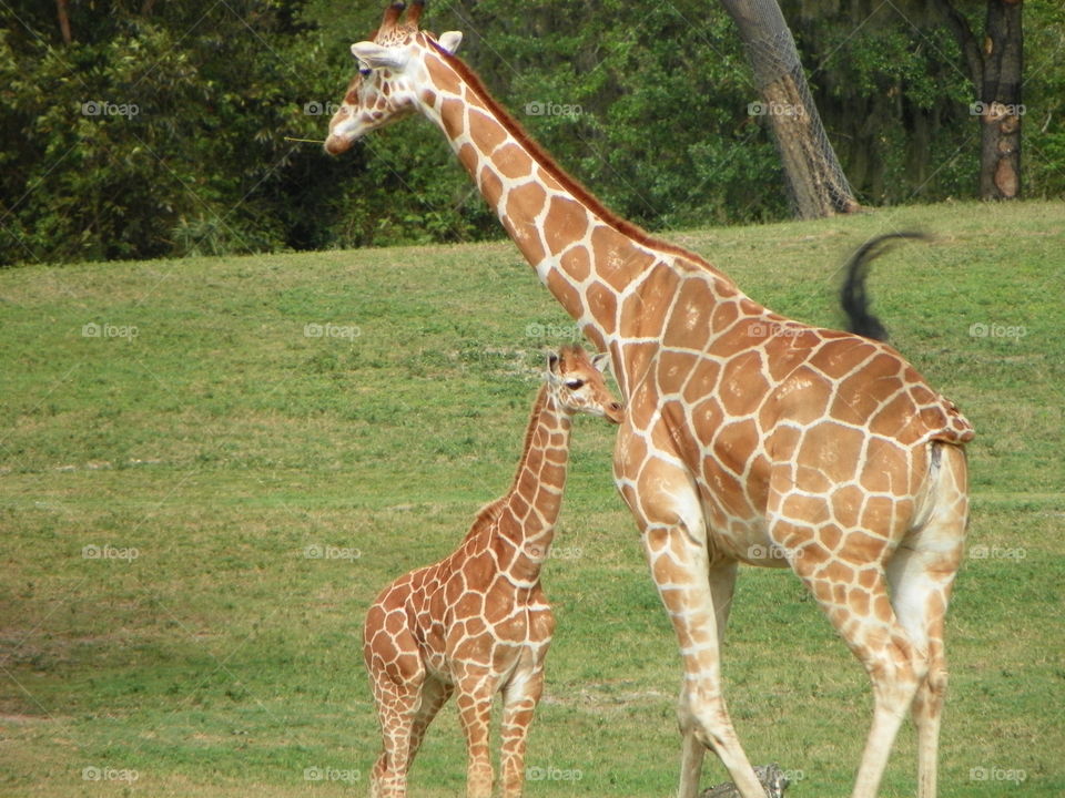 Mama with baby giraffe