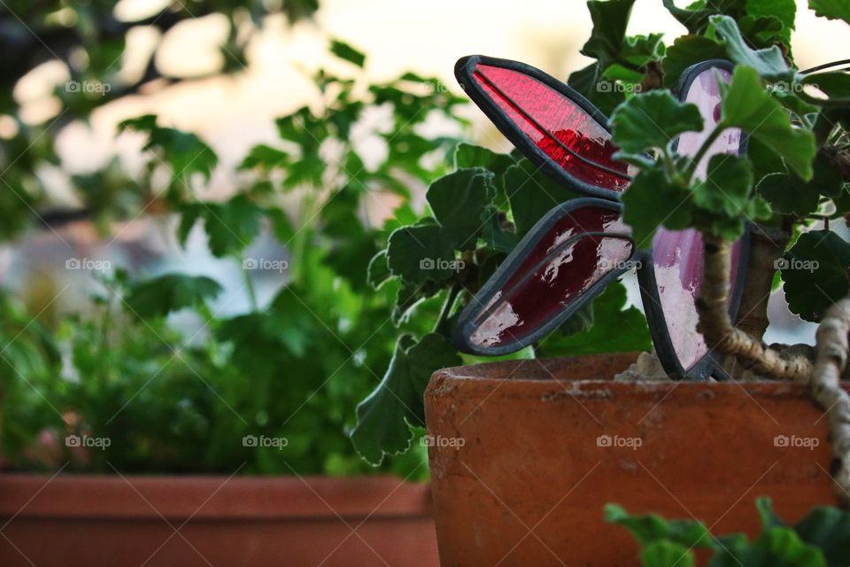 Pink butterfly in potted plant