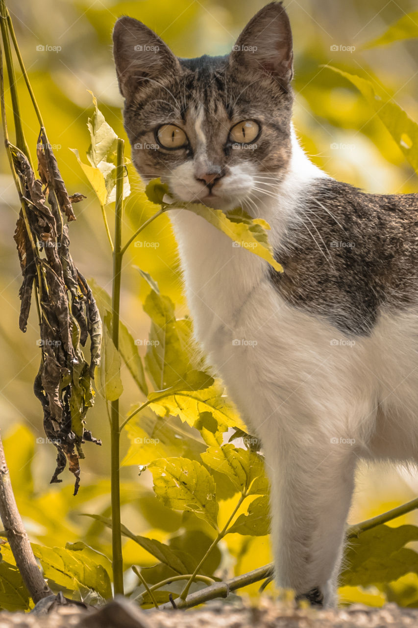 cat