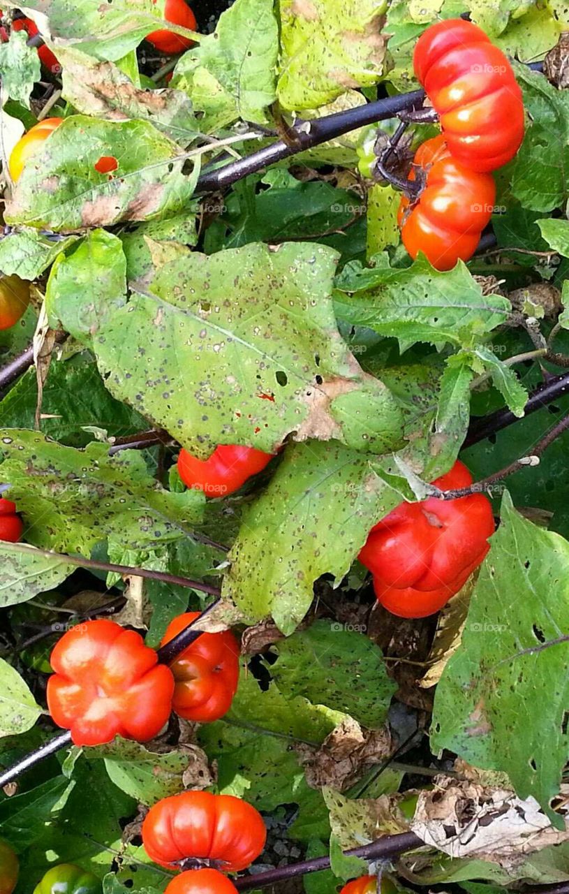 Autumn Bounty